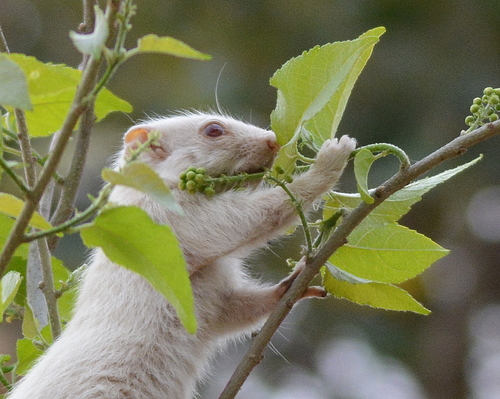 Smith's Bush Squirrel, photo 3 of 8