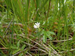 Stellaria humifusa
