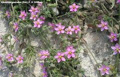 Rhodalsine geniculata