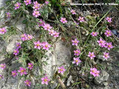 Rhodalsine geniculata