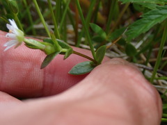 Stellaria humifusa