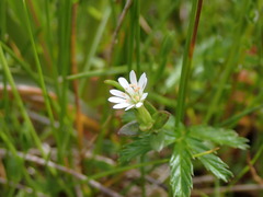 Stellaria humifusa