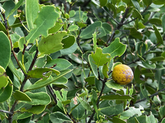 Elaeodendron xylocarpum