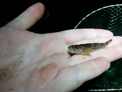 Cottus gobio
