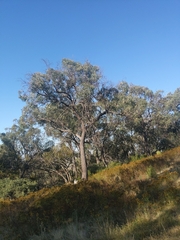 Eucalyptus macrorhyncha