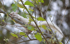 Paraxerus cepapi cepapi