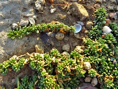 Calibrachoa parviflora