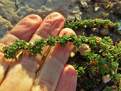 Calibrachoa parviflora
