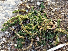 Calibrachoa parviflora
