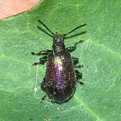 Ecnolagria