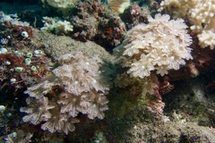 Clavularia