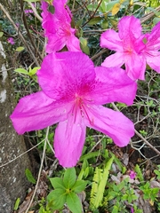 Rhododendron simsii