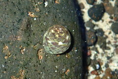 Gibbula
