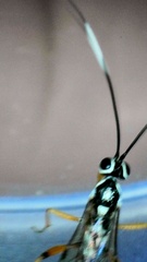 Glabridorsum stokesii