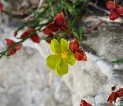Fumana ericifolia