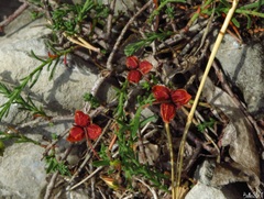 Fumana ericifolia