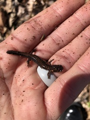 Plethodon dorsalis