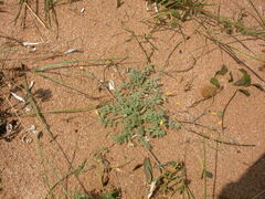 Hypecoum procumbens