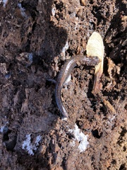 Plethodon dorsalis