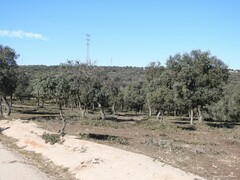 Quercus rotundifolia