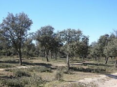 Quercus rotundifolia