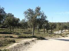 Quercus rotundifolia