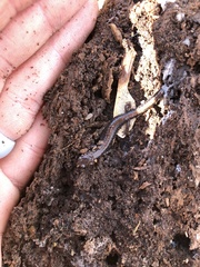 Plethodon dorsalis