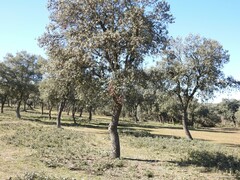 Quercus rotundifolia