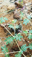 Kallstroemia hirsutissima