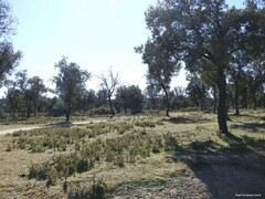 Quercus rotundifolia