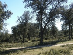 Quercus rotundifolia