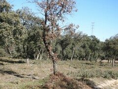 Quercus rotundifolia