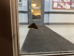 Phigalia denticulata