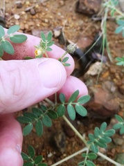 Kallstroemia hirsutissima