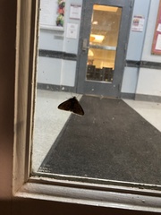 Phigalia denticulata