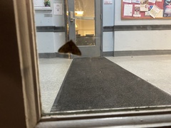 Phigalia denticulata