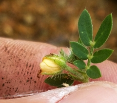 Kallstroemia hirsutissima