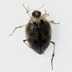 Peltodytes edentulus