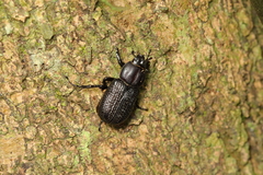 Archophileurus