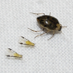 Peltodytes edentulus