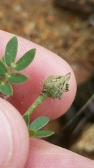 Kallstroemia hirsutissima