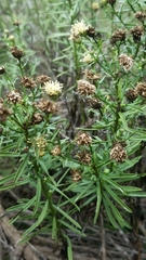 Baccharis texana