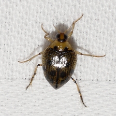 Peltodytes edentulus