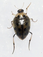 Peltodytes edentulus