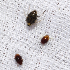 Peltodytes edentulus