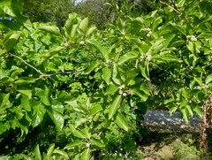 Maclura tricuspidata