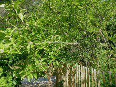 Maclura tricuspidata