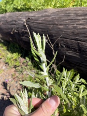 Pseudognaphalium biolettii