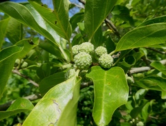 Maclura tricuspidata
