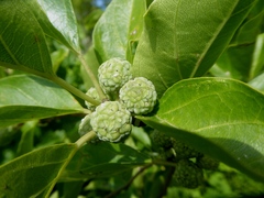 Maclura tricuspidata